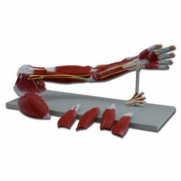 QOL ƏZƏLƏRİ - 7 hissə